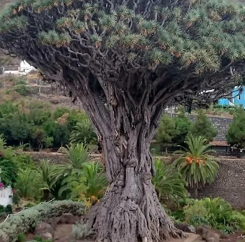 Floris's Los Cristianos (Tenerife)